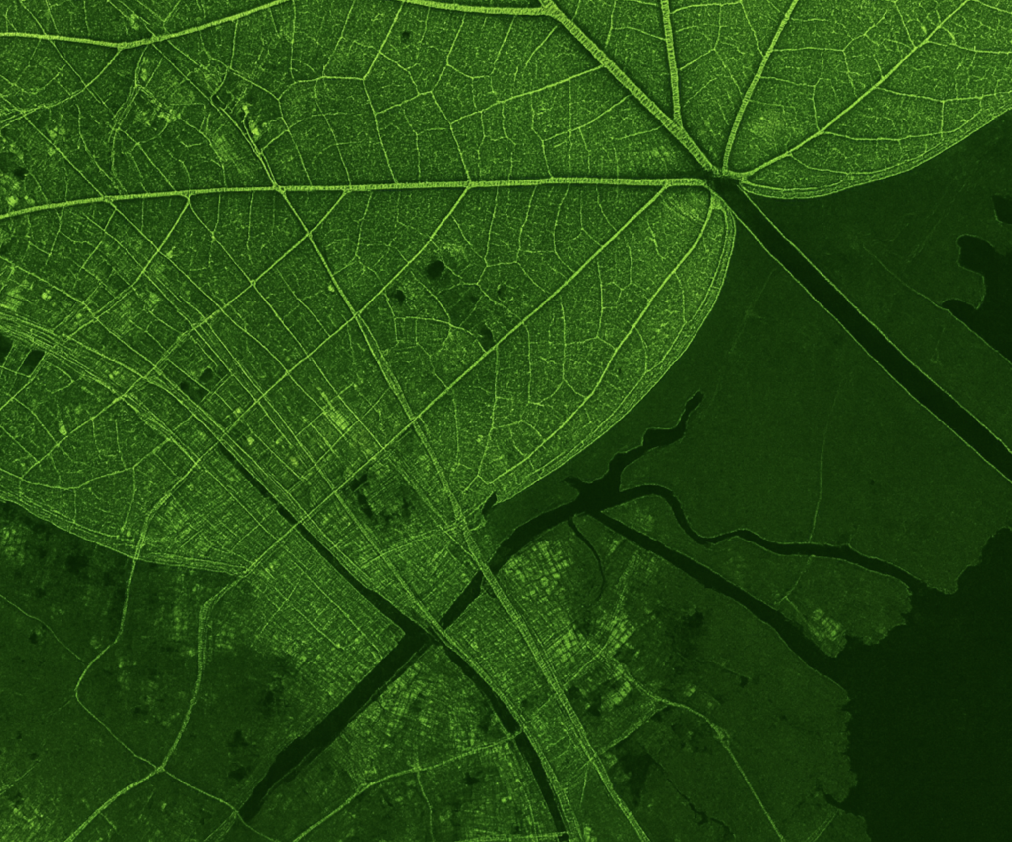 Forest & Vegetation Analysis